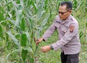Anggota Polsek BP Peliung Cek Perkembangan Jagung, Dukung Ketahanan Pangan