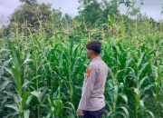 Kanit Patroli Polsek BP Peliung Dukung Program Pangan Nasional di Desa Pulau Negara