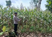 Kontrol Perkembangan Tanaman Jagung di Desa Negeri Agung Jaya