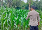 Bhabinkamtibmas BP Peliung Cek Perkembangan Jagung, Dukung Ketahanan Pangan