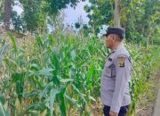 Anggota Polsek BP Peliung Cek Perkembangan Jagung, Dukung Ketahanan Pangan