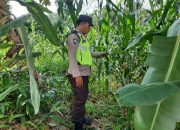 Bhabinkamtibmas BP Peliung Aipda Barlin  Cek Perkembangan Jagung, Dukung Ketahanan Pangan