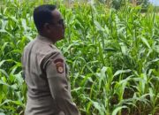 Bhabinkamtibmas BP Peliung Cek Perkembangan Jagung, Dukung Ketahanan Pangan