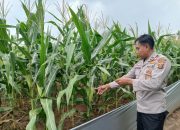 Kanit Bimas BP Peliung Dukung Program Pangan Nasional
