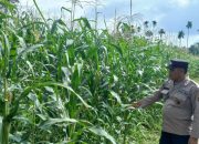 Bhabinkamtibmas BP Peliung Pantau Pertumbuhan Jagung di Negeri Pakuan