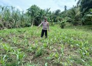 Kanit Bimas BP Peliung Pantau Pertumbuhan Jagung di Bandar Jaya