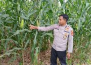 Kanit Binmas Polsek BP Peliung Kontrol Perkembangan Tanaman Jagung