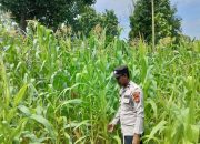 Kanit Bimas Polsek BP Peliung Dukung Ketahanan Pangan dengan Tinjau Tanaman Jagung