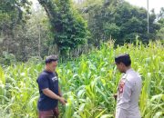 Bersama Masyarakat Kanit Bimas Polsek BP Peliung Dukung Ketahanan Pangan