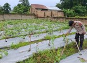 Aipda Joko Prayitno Dukung Ketahanan Pangan di Wilayah Hukum Polsek Belitang II