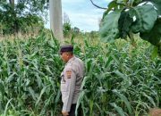Polsek BP Peliung Dukung Ketahanan Pangan dengan Tanam Jagung