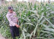 Kanit Bimas BP Peliung Dukung Program Pangan Nasional di Desa Negeri Agung