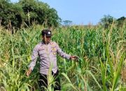 Kanit Bimas BP Peliung Pantau Pertumbuhan Jagung di Bantan Pelita