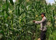 Anggota Polsek BP Peliung Dukung Program Pangan Nasional