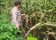 Bhabinkamtibmas BP Peliung Dukung Program Pangan Nasional di Desa Banu Ayu