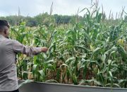 Kanit Patroli BP Peliung Dukung Ketahanan Pangan dengan Kontrol Tanaman Jagung