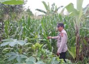 Anggota Polsek BP Peliung Cek Perkembangan Jagung, Dukung Ketahanan Pangan