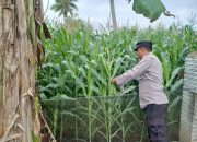 Kasium Polsek BP Peliung Dukung Program Pangan Nasional