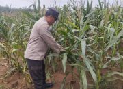 Bhabinkamtibmas Polsek BP Peliung Dukung Program Pangan Nasional dengan Kontrol Tanaman Jagung