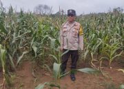 Bhabinkamtibmas BP Peliung Dukung Program Pangan Nasional di Desa Bantan Pelita