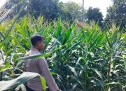 Kanit Bimas Polsek BP Peliung Dukung Program Pangan Nasional di Desa Saung