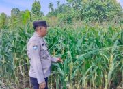 AIPTU RUSMIYADI Dukung Ketahanan Pangan di Banu Mas