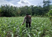 AIPDA FARYADIN Dukung Ketahanan Pangan di Saung