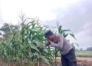 AIPDA DEDI DARMANTO Dukung Ketahanan Pangan di Bandar Jaya