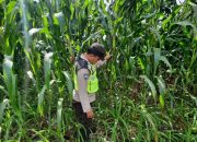 AIPDA BARLIN Dukung Ketahanan Pangan di Bantan