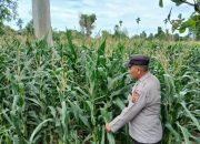 AIPTU RUSMIYADI Dukung Ketahanan Pangan di Banu Ayu