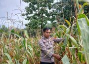 AIPDA FARYADIN Dukung Ketahanan Pangan di Negeri Agung