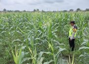 Brigadir Azis Widodo Dukung Ketahanan Pangan di Belitang Mulya