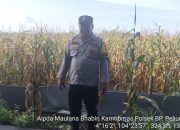 AIPDA MUALANA Dukung Ketahanan Pangan di Pulau Negara