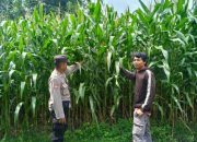 Aiptu Made Sumatra Dukung Ketahanan Pangan di Desa Tegal Besar