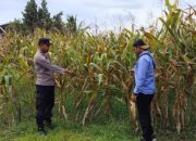 AIPDA FARYADIN Dukung Ketahanan Pangan di Bantan