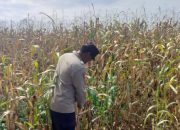 AIPDA HARIYADI Dukung Ketahanan Pangan di Bantan Pelita