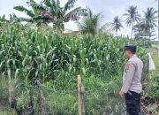 AIPDA DEDI DARMANTO Dukung Ketahanan Pangan di Pahang Asri