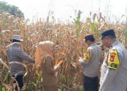 Polsek Buay Pemuka Peliung Panen Jagung 5 Hektar