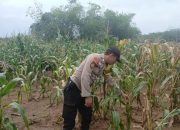 BRIPKA ALEX Dukung Ketahanan Pangan di Bantan Pelita