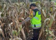 AIPDA BARLIN Dukung Ketahanan Pangan di Bantan