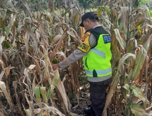 AIPDA BARLIN Dukung Ketahanan Pangan di Bantan
