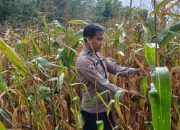 AIPDA FARYADIN Dukung Ketahanan Pangan di Negeri Pakuan