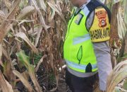 AIPTU RUSMIYADI Dukung Ketahanan Pangan di Banu Ayu