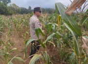 AIPDA HARIYADI Dukung Ketahanan Pangan di Desa Bantan Pelita