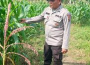 AIPTU RUSMIYADI Dukung Ketahanan Pangan di Desa Banu Ayu