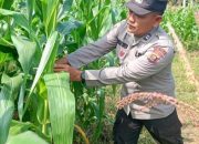 AIPTU RUSMIYADI Dukung Ketahanan Pangan di Banu Mas