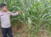 AIPDA FARYADIN Dukung Ketahanan Pangan di Pulau Negara