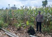 AIPDA FARYADIN Dukung Ketahanan Pangan di Desa Negeri Agung Jaya