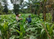 Aiptu Made Sudarsa Dukung Ketahanan Pangan di Desa Sumber Makmur