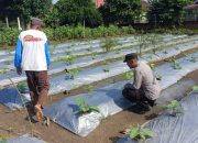 Aiptu Eko Budi S Dukung Ketahanan Pangan di Sumber Harapan